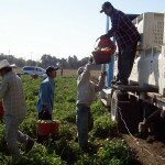 Migrants hard at work in CA