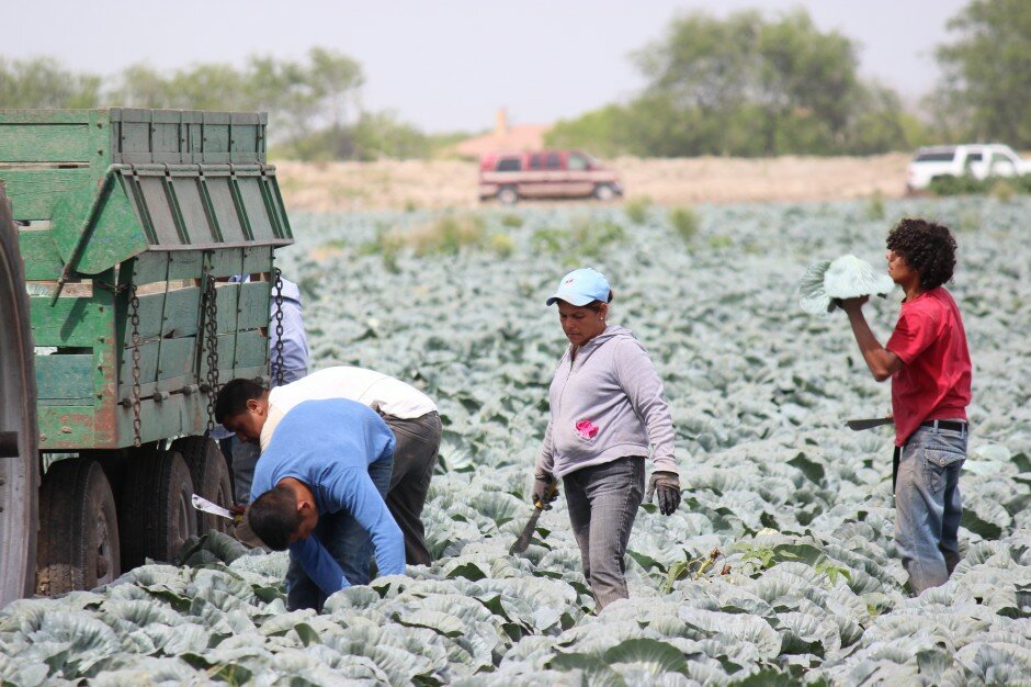 Migrant Farm Workers in the Field Migrants working in the fields of Texas, 2013